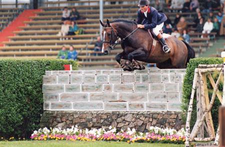 Selle Francais Horses